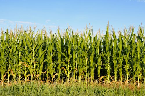 Corn Field